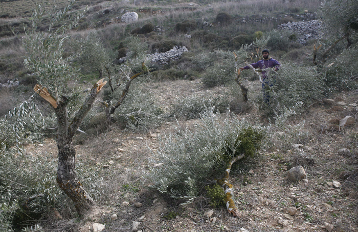 L'occupation détruit des terres et déracine 400 plants d'oliviers à l'ouest de Bethléem