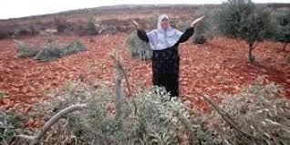 Des colons déracinent 100 oliviers et volent des outils agricoles à l'ouest de Salfit