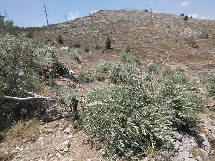 Des colons déracinent et volent des plants d’oliviers au sud d’Hébron