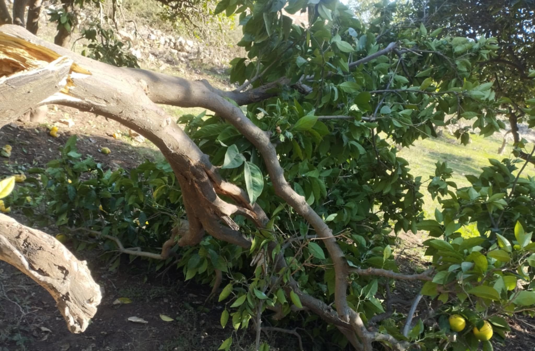 L’armée israélienne déracine des arbres et saisi un bulldozer au sud de Naplouse