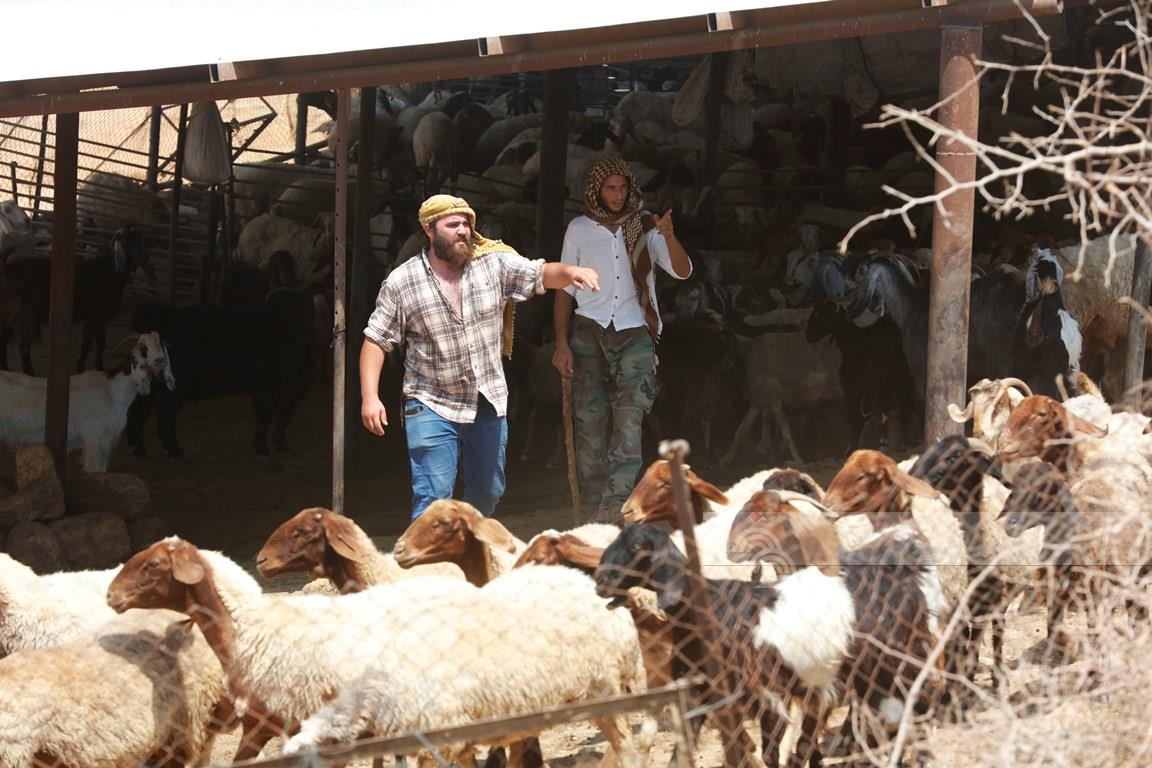 Hébron : les colons attaquent une région et volent 300 moutons des citoyens 