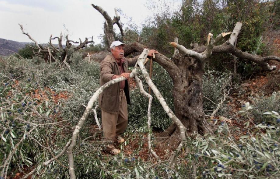 L’occupation déracine des dizaines d’oliviers à Bethléem