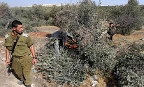 Des cueilleurs d'olives blessés lors d'une attaque des forces israéliennes au nord de la Cisjordanie
