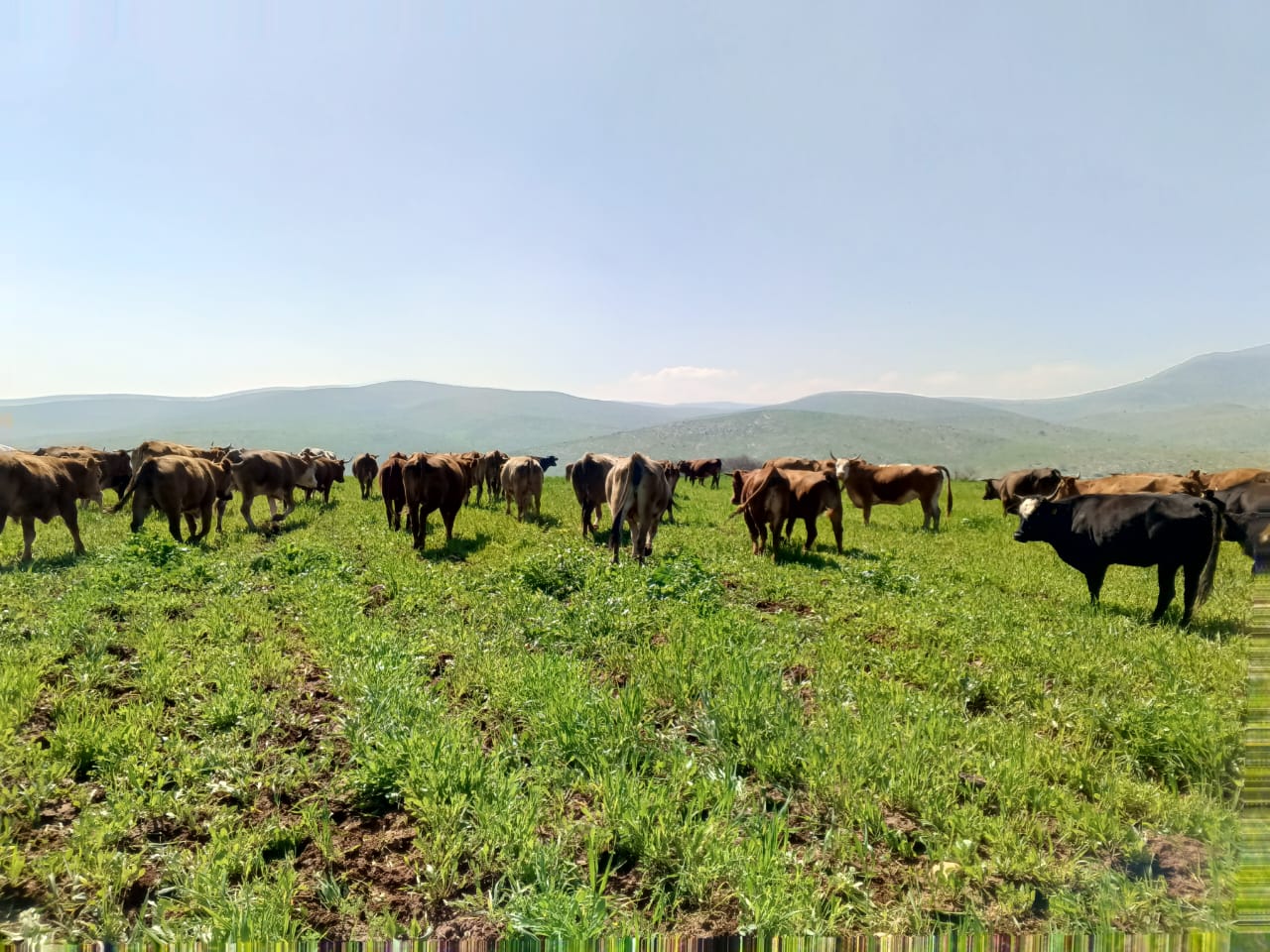 Les colons lâchent leurs vaches sur les terres des citoyens dans le nord de la vallée du Jourdain