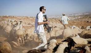 Des colons attaquent des bergers, tuent et volent des moutons à Masafer Yatta
