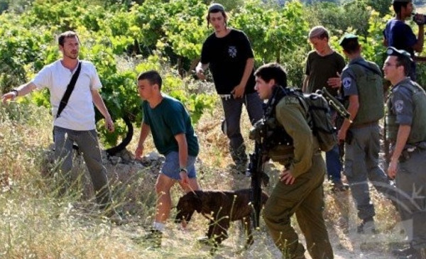 4 civils palestiniens blessés dans une attaque de colons à Masafer Yatta