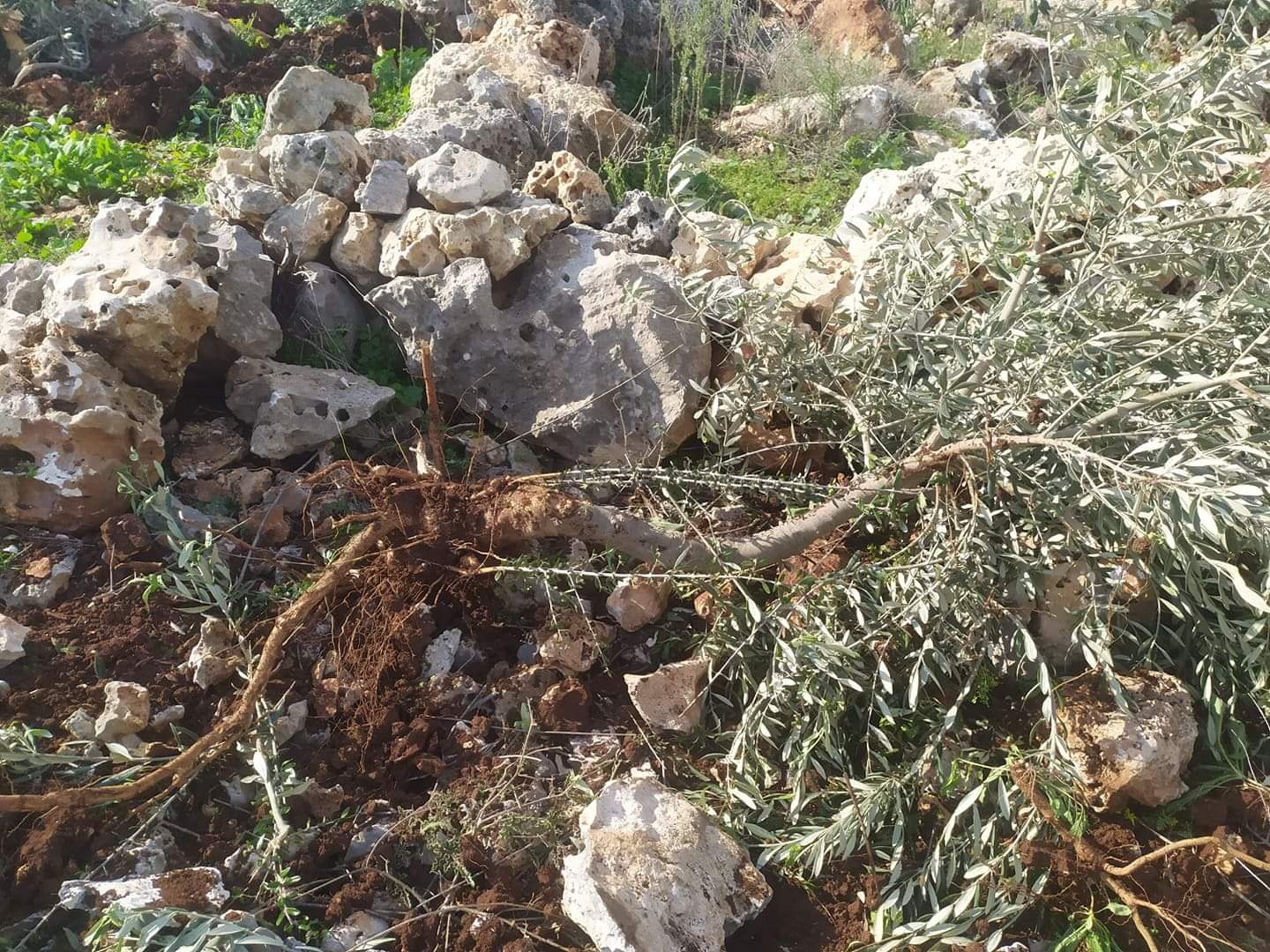 Des colons détruisent 140 plants d'oliviers au sud de Bethléem