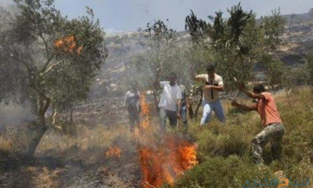 Des colons incendient 50 oliviers à Salfit