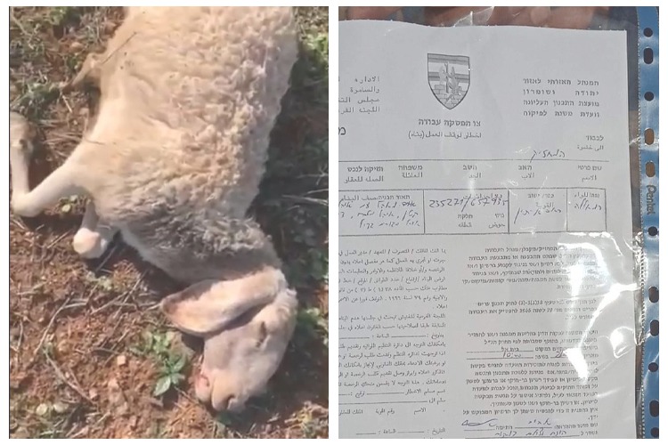 Des colons attaquent un troupeau des moutons et en tuent trois à Ramallah